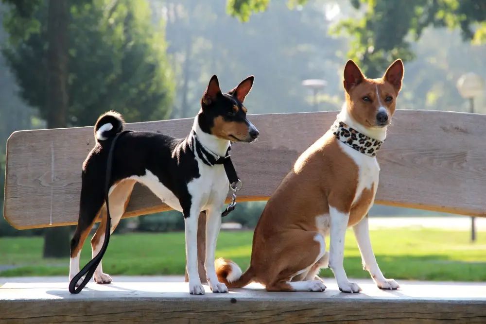 Basenji shops cachorro