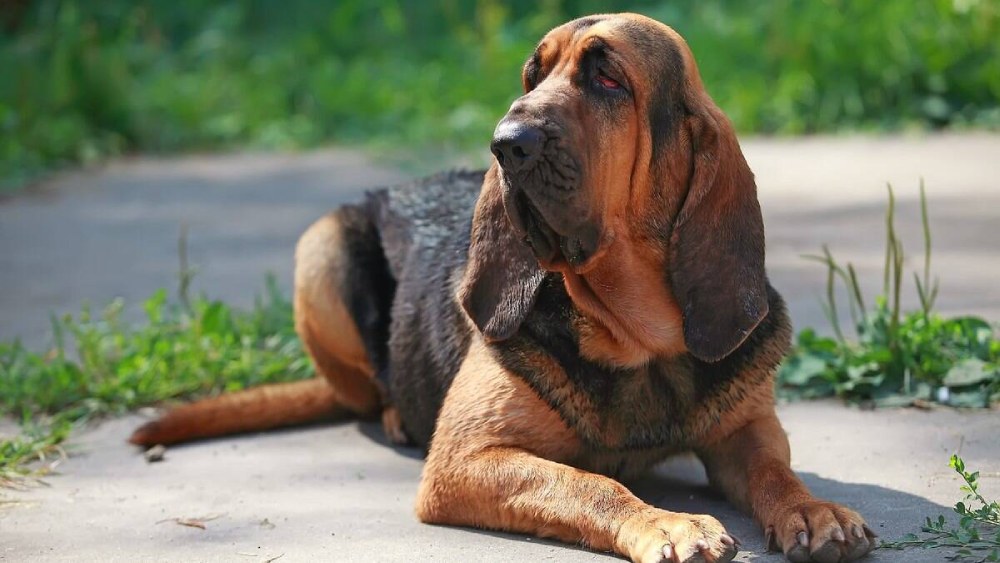 Bloodhound, raça de Pluto e Pateta - Foto: Reprodução