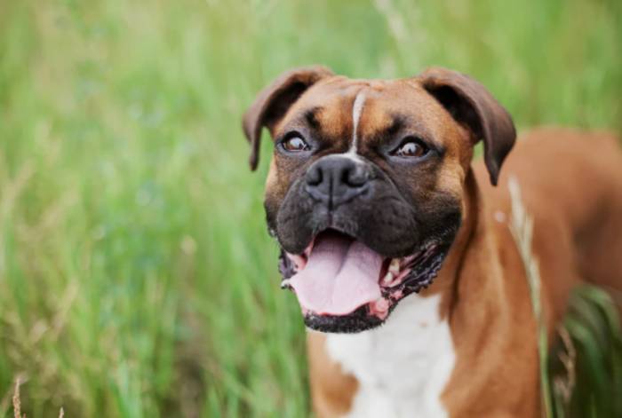 Cachorro boxer: 8 Curiosidades sobre a raça! - Portal do Dog