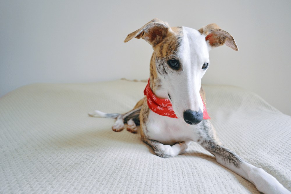 Raca fashion whippet