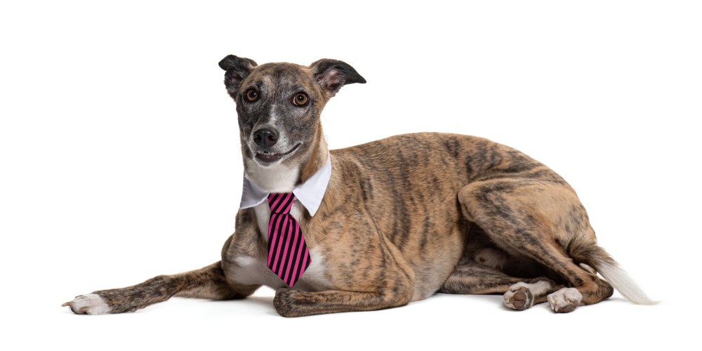 Raca fashion whippet