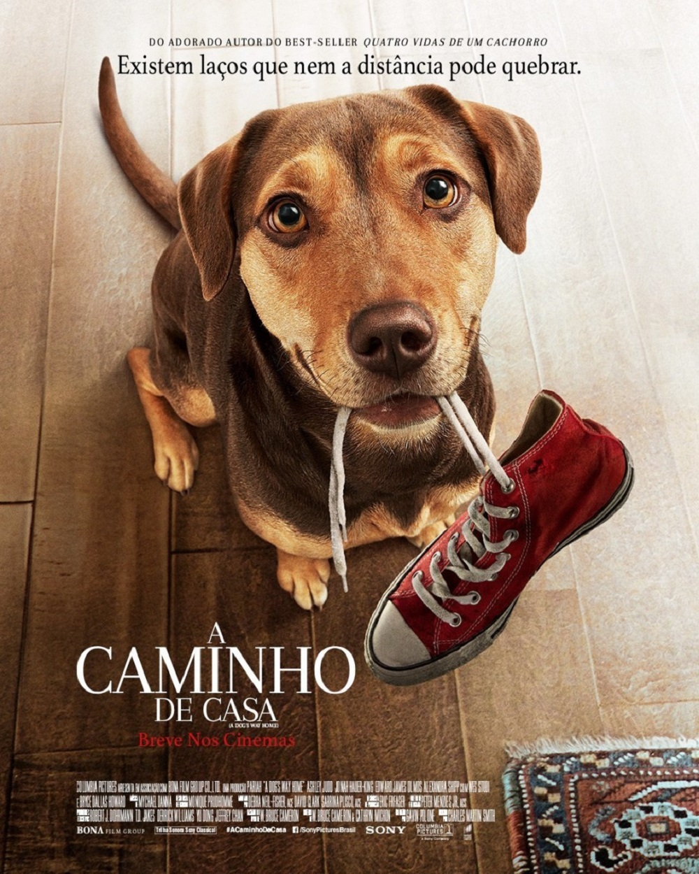 Filmes de cachorro: 10 opções que você vai amar | Dog Life