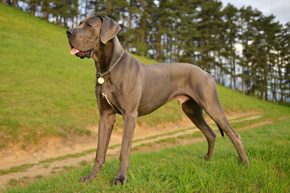 Dogue alemão: conheça uma das maiores raças de cachorro do mundo - NSC Total
