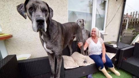O maior cachorro do mundo