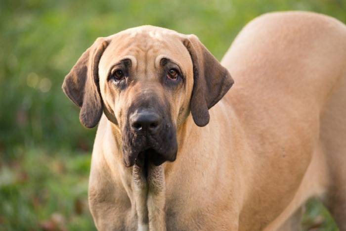 Conheça as 13 raças de cachorro grande mais populares - KitabPet