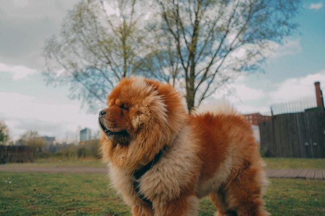 Raças de cachorro peludo: conheça 9 raças mais populares