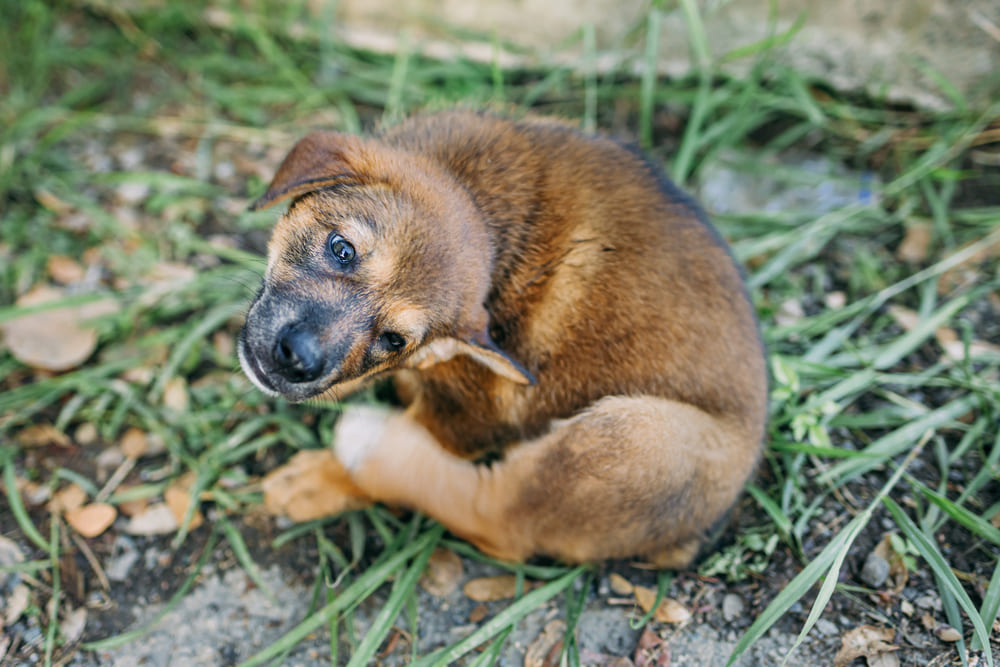 Guia sobre o Cane Corso: Tudo sobre a raça de cachorro italiana