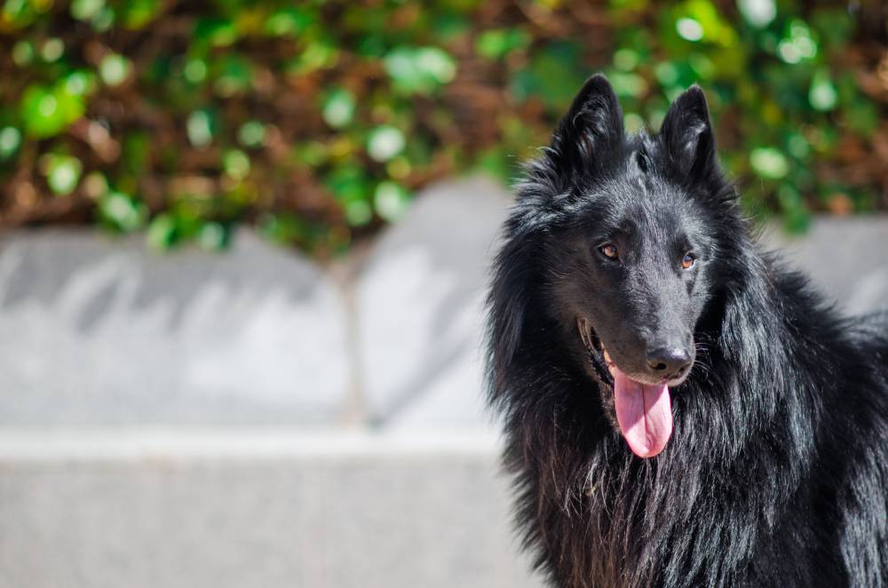 Amizade Pet As 20 raças de cães peludos: conheça os amigos de