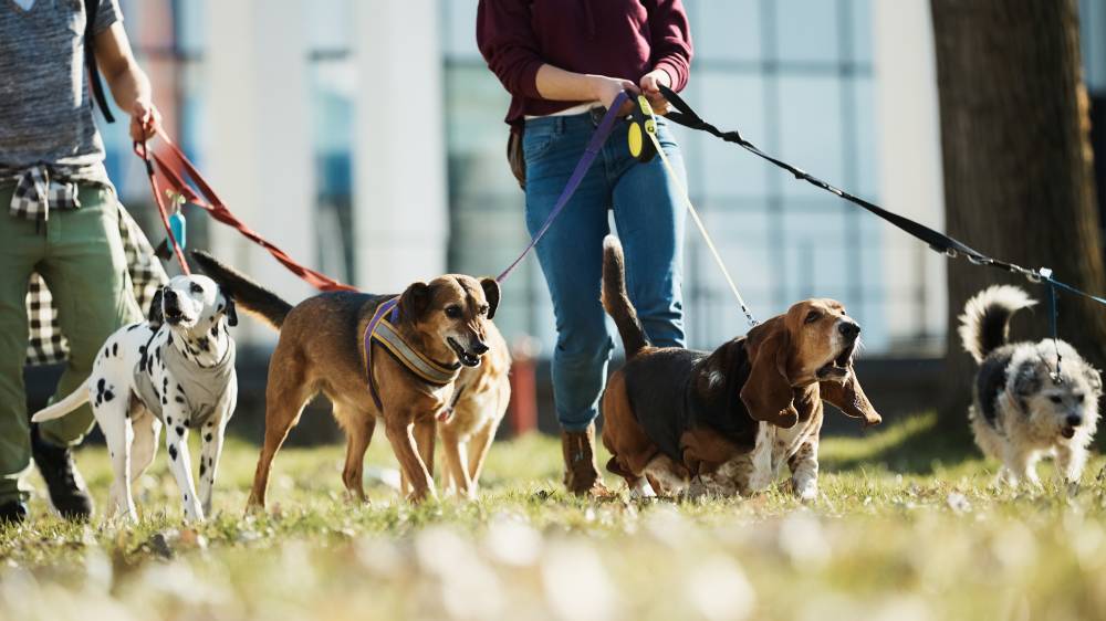Dog walker: saiba tudo sobre passeadores de cães